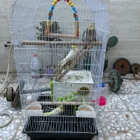 عروس هلندی نروماده همراه با جوجه