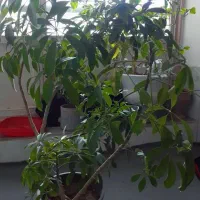 گل و گیاه طبیعی|گل و گیاه طبیعی|بناب, |دیوار