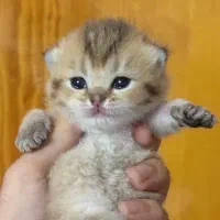 بریتیش و اسکاتیش گلد اصیل