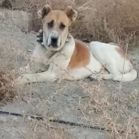 توله ماده خراسانی نگهبان گله|سگ|چناران, |دیوار