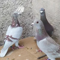 کبوتر یکی از هم مسابقات