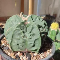 گل خونگی|گل و گیاه طبیعی|دهگلان, |دیوار