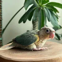 جوجه سرلاکی گرینچیک و راهب|پرنده|جهرم, |دیوار