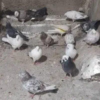 کفتر یا کبوتر