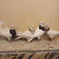 دو جفت طوقی عروسک|پرنده|اهواز, کوی طلاب|دیوار