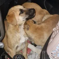 نگهبان بومی خراسانی|سگ|مشهد, شمس آباد|دیوار