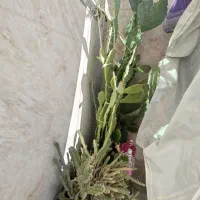 کاکتوس زیبا