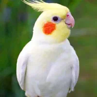 عروس هلندی آواز خوان