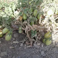 گوجه ترشی