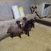 بره|حیوانات مزرعه|ساروق, |دیوار