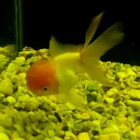 ماهی گلدفیش ردکپ و لجن خوار|ماهی|خرم‌آباد, |دیوار