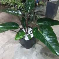 گل هدیه روز مادر|گل و گیاه طبیعی|نیشابور, هفده شهریور|دیوار