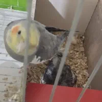 عروس هلندی نر و ماده|پرنده|ملایر, |دیوار