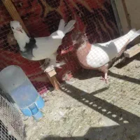 کفتر و گنجه فروشی|پرنده|شیراز, شاهچراغ|دیوار