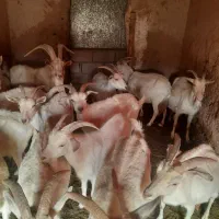 بز سانن ۷۵ درصد اصیل