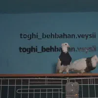 پرنده طوقی فروشی|پرنده|بهبهان, |دیوار