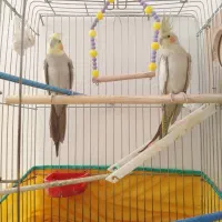 عروس هلندی