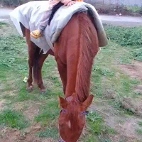 اسب آرام ۷ساله نریان|اسب و تجهیزات اسب‌سواری|گرگان, |دیوار