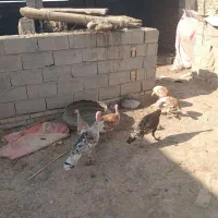 انبار الوم|حیوانات مزرعه|انبارآلوم, |دیوار