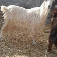 بز چاق و عالی|حیوانات مزرعه|مرودشت, مجد آباد|دیوار