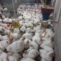 پخش مرغ رشیدی