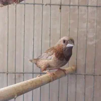 فنچ بنگالی پرل شکلاتی مست|پرنده|هشتگرد, هشتگرد قدیم|دیوار