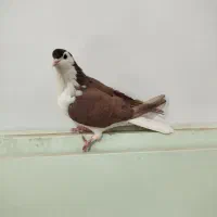 جفت ساده|پرنده|سبزوار, امیر کبیر|دیوار