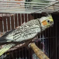 عروس هلندی یک جفت|پرنده|نگین شهر, |دیوار