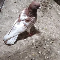 کبوتر کله نشان|پرنده|گرمی, |دیوار