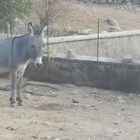 25.000.000|حیوانات مزرعه|لوداب, |دیوار