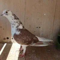 ۷ تا تهرانی با یدونه گنجه