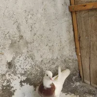 کبوتر،کفتر،طوقی