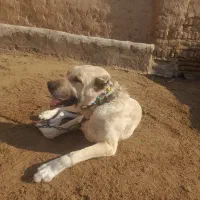 سگ گله ای خوب