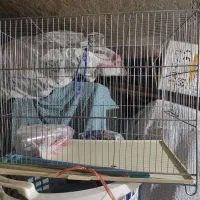 قفس پرنده|لوازم جانبی حیوانات|اصفهان, رکن الدوله غربی|دیوار