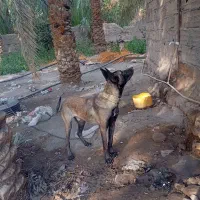 سگ مالینویز نر