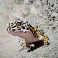 گکو