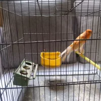 قناری رسمی نر|پرنده|تهران, قلمستان|دیوار