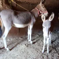 خر کره شیری