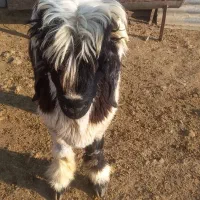 بره قوچی|حیوانات مزرعه|مرودشت, ژیان|دیوار