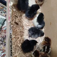 جوجه های زینتی