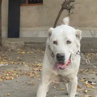 سگ الابای نر و خراسانی ماده