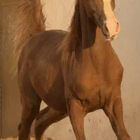 کره اسب عرب اصیل