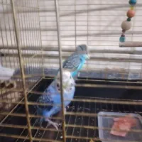 عروس هلندی و مرغ عشق