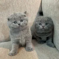 گربه اسکاتیش اصل|گربه|یزد, |دیوار