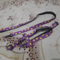 قلاده سگ خانگی