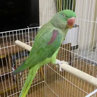 شاه طوطی (با یه جفت ملنگو معاوضه میکنم)