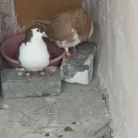 ساده سرخ نر و...