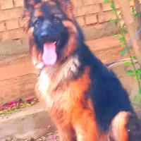 سگ ژرمن