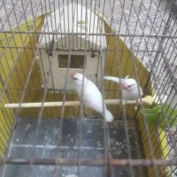 فنچ نرگسی مولد روی تخم معاوضه با قناری|پرنده|تهران, نیروی دریایی|دیوار