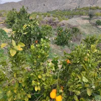 زمین کشاورزی اب شخصی|فروش زمین و ملک کلنگی|بوستان, |دیوار